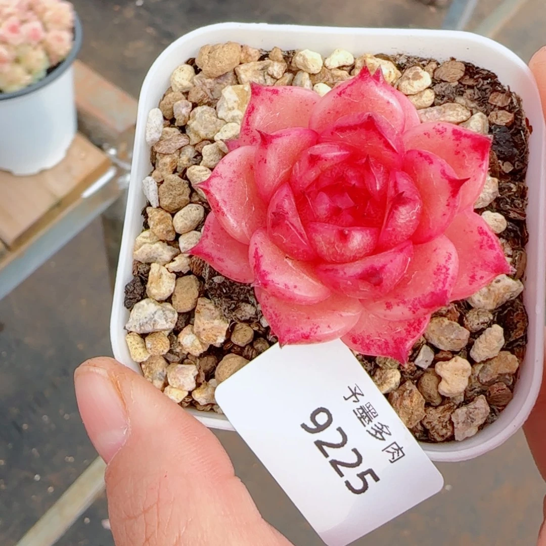 玉玲珑，9225多肉植物