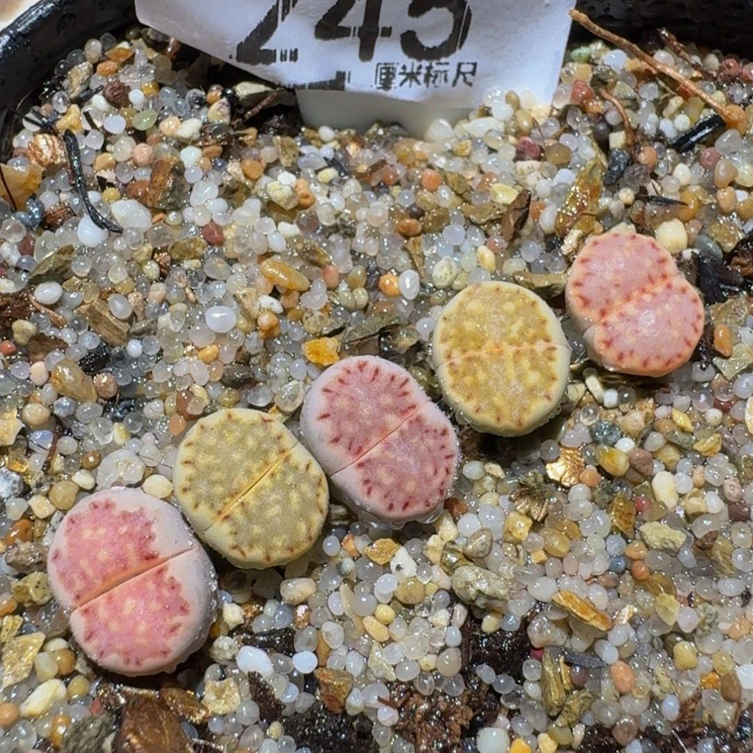 Ssss精品生石花245