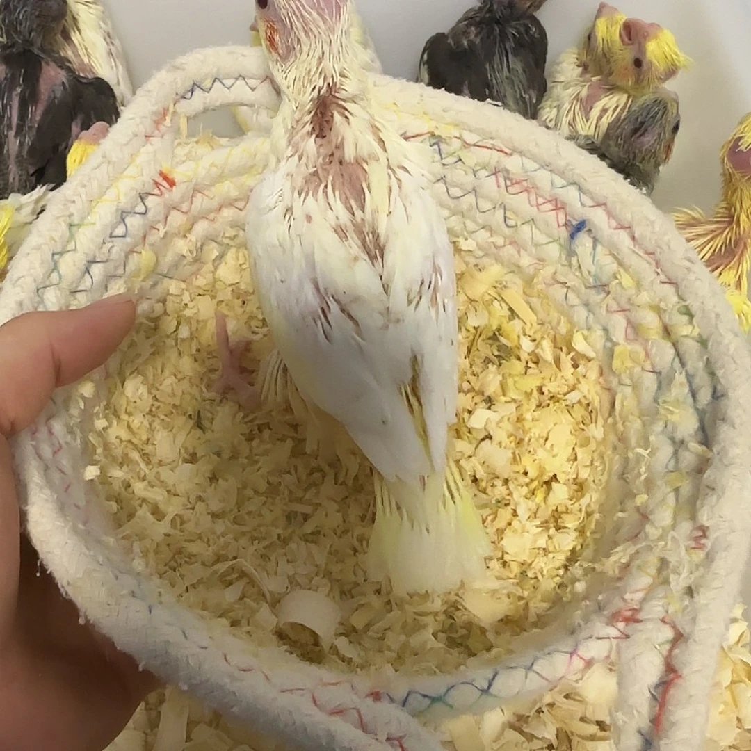 玄凤鹦鹉/鸡尾鹦鹉