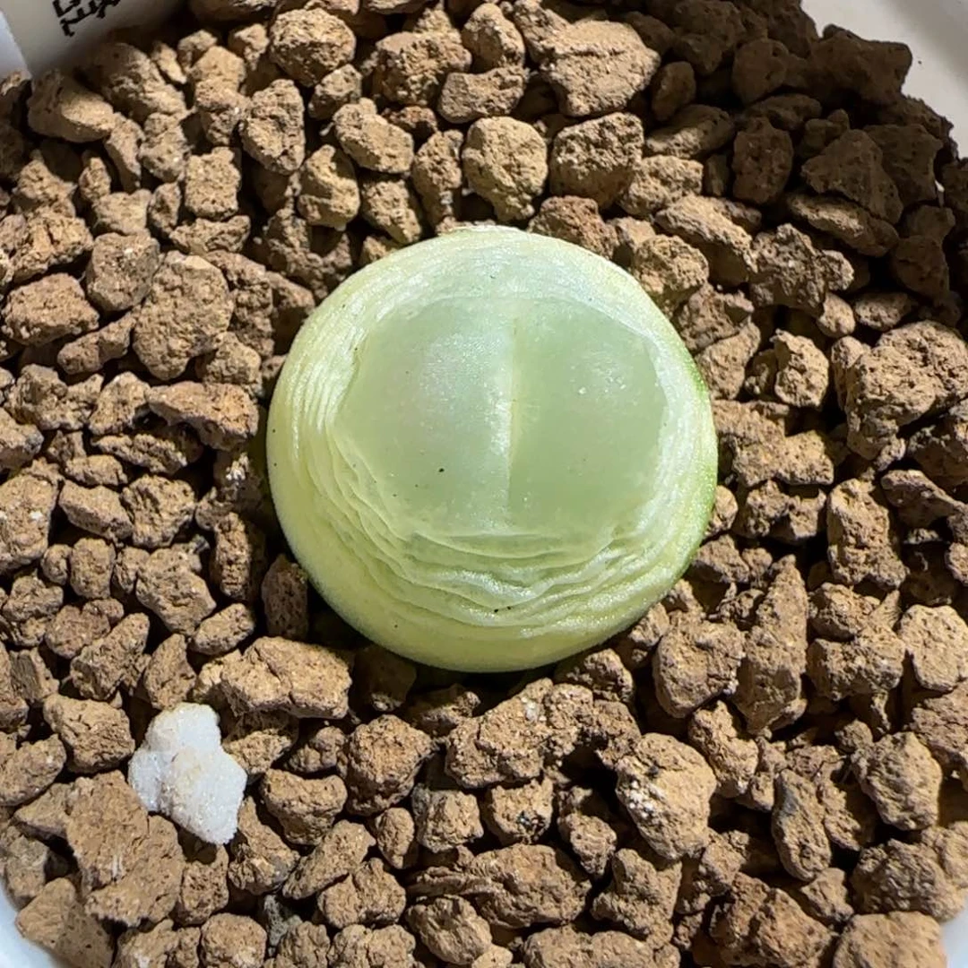 肉锥多肉植物组合-sh1200拉登1531