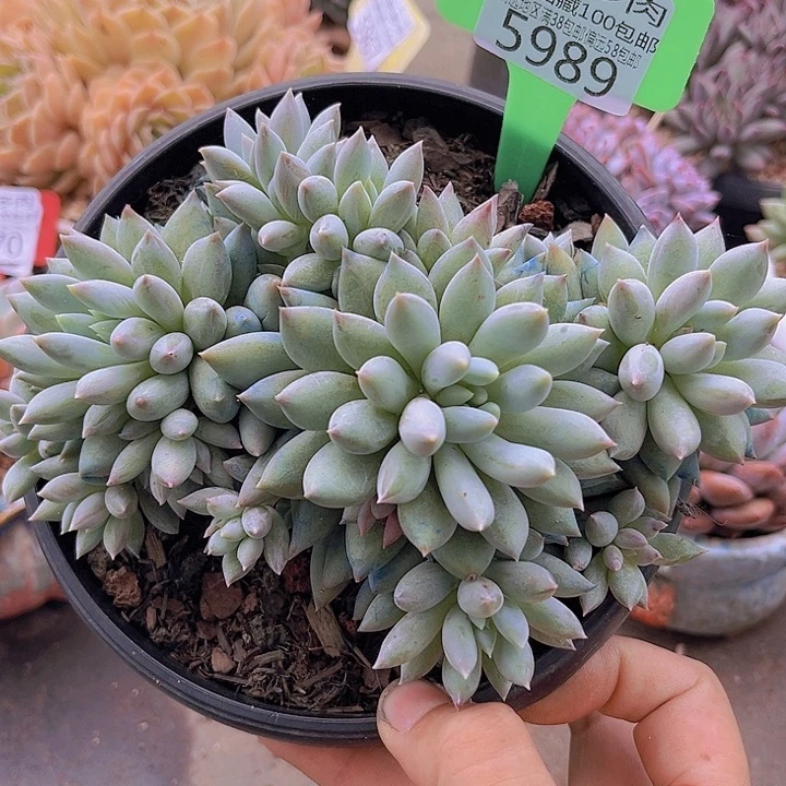 5989所罗门。