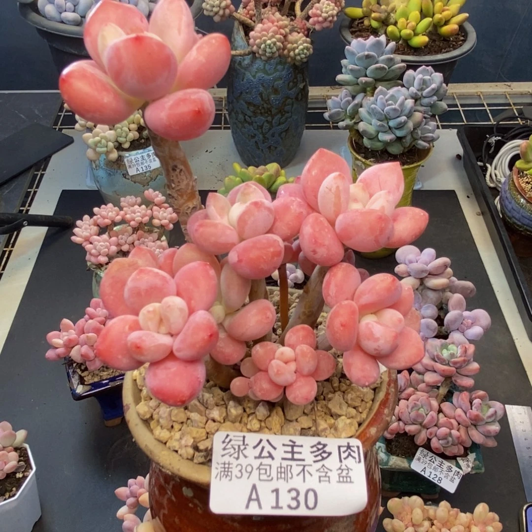 十*130樱花洛神多肉8c m