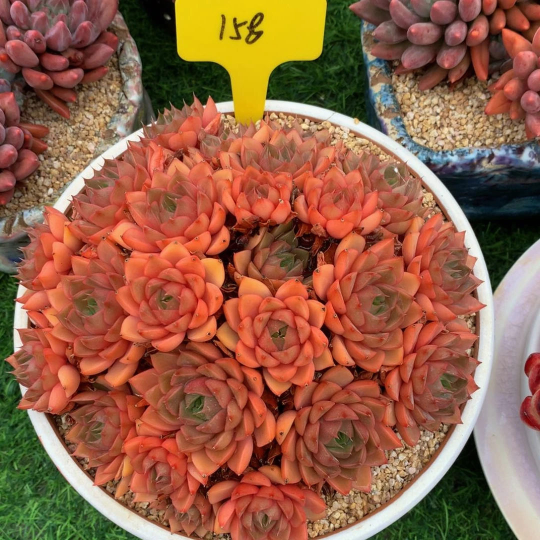 如***意多头一起72727727272