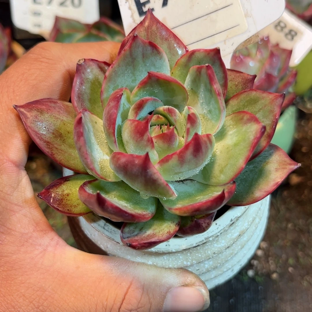 惊鸿一瞥765号多肉