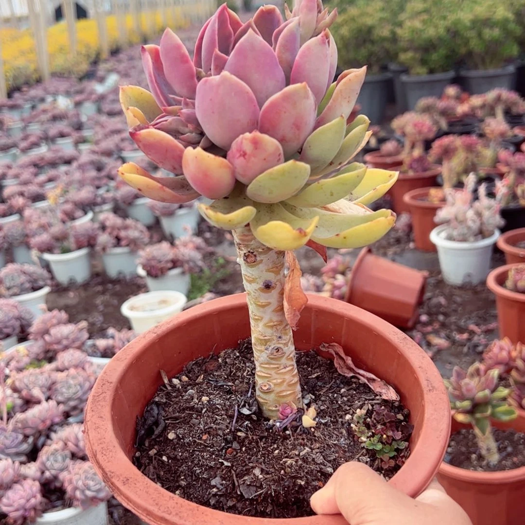 紫气东来大单头长杆