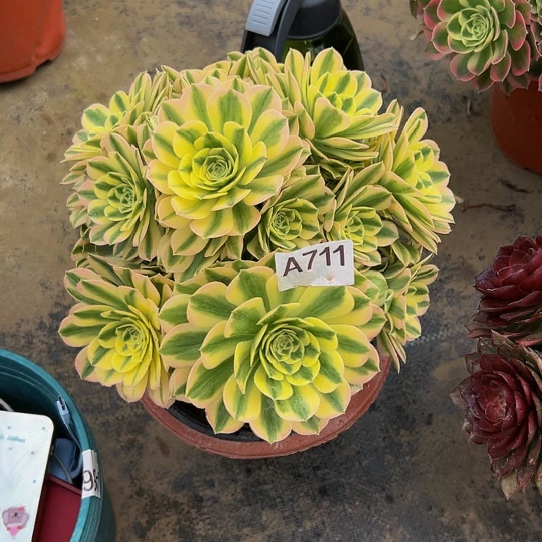 【闪购商品】多肉植物711迈巴赫。