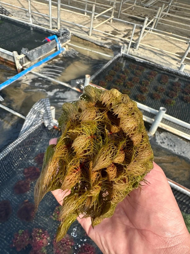 红千层 中后景造景真水下叶水草