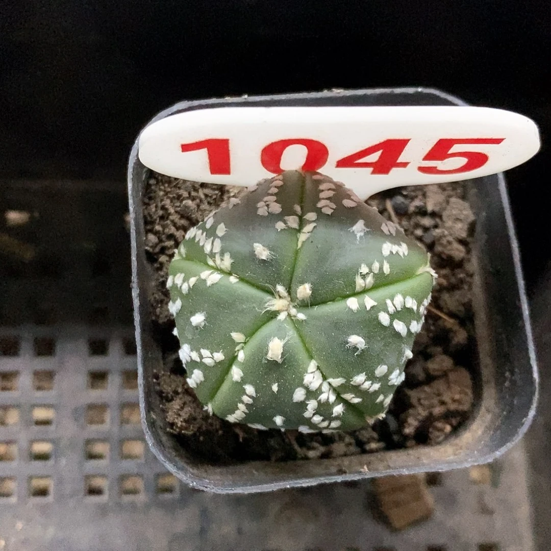 1045开播福利特价来了