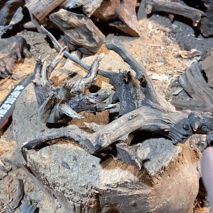 柏木三*人太行山区柏木木木木