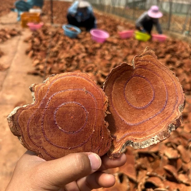 正宗云南深山鸡血藤自然晒精选干片