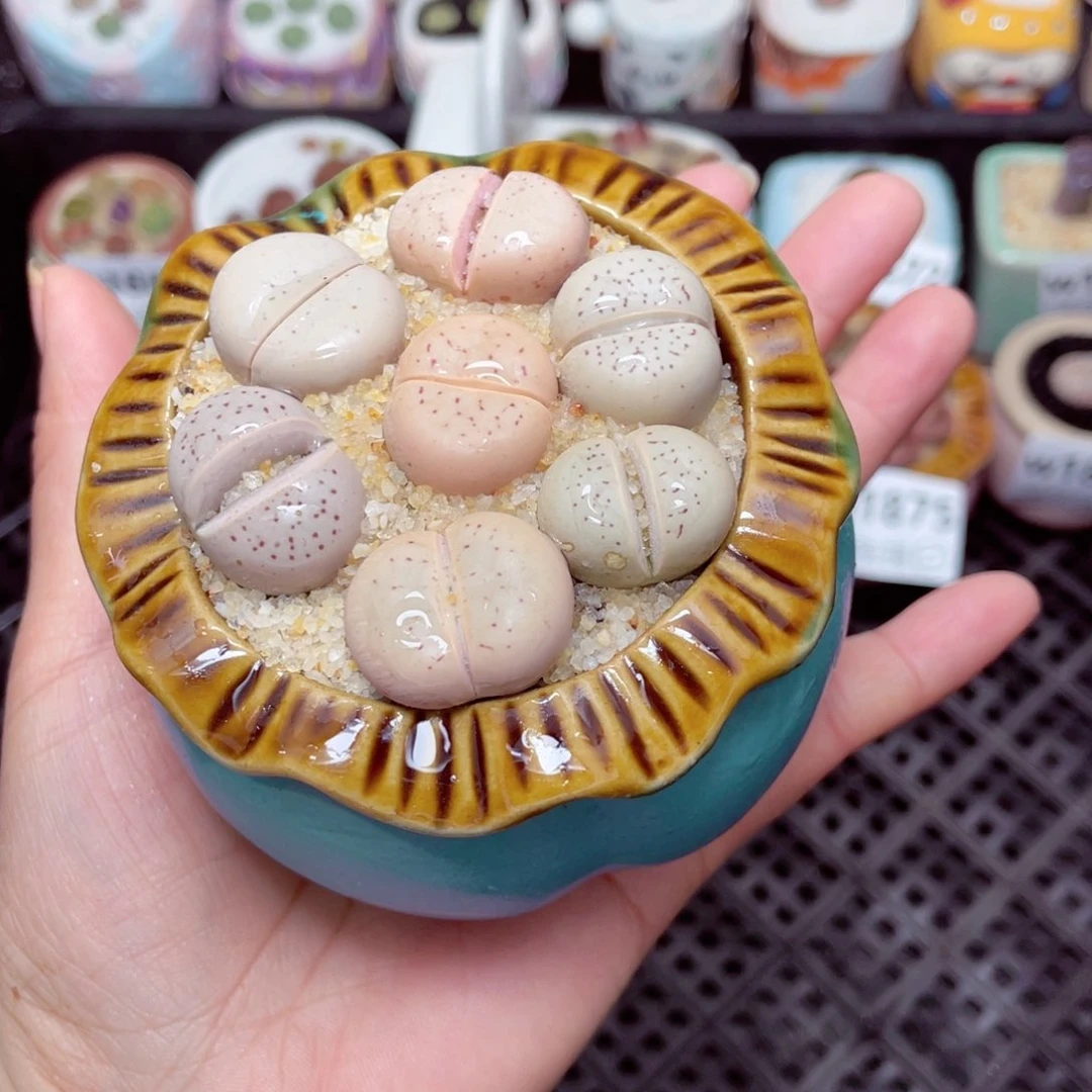 w1876 -零下地区拍保温箱-15支持寄养