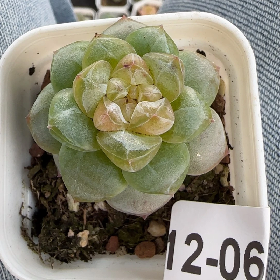 喵***兮小卡拉米糖心一物一拍12-67