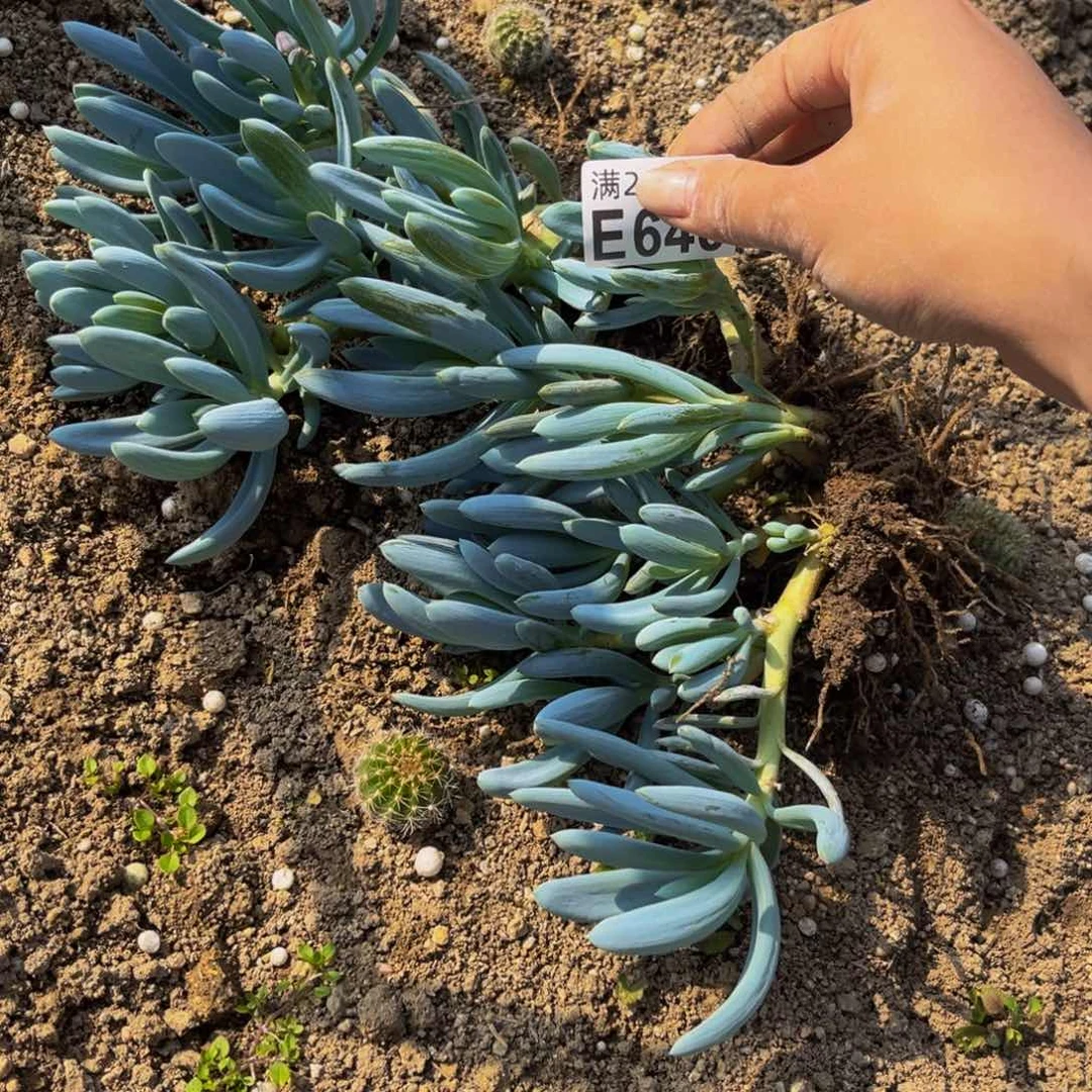 640多肉植物一物一拍