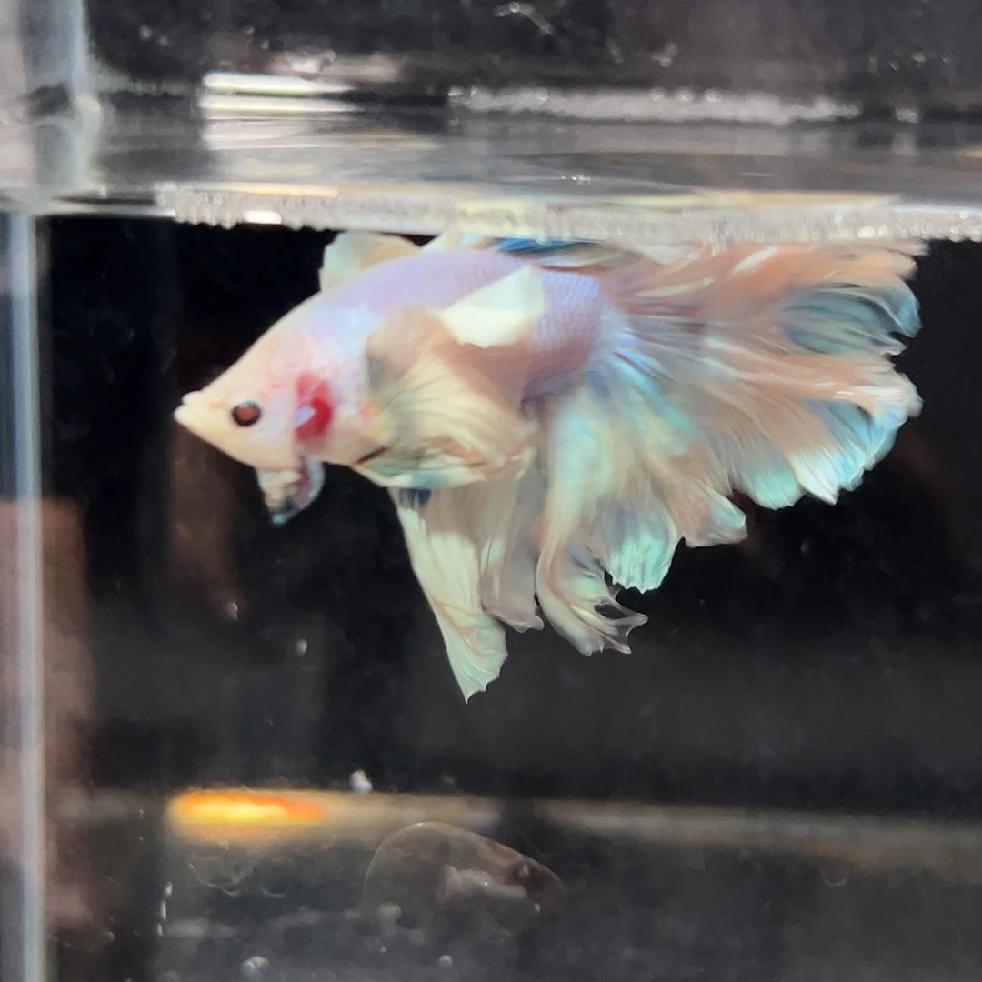 斗鱼17号巨大耳朵图图