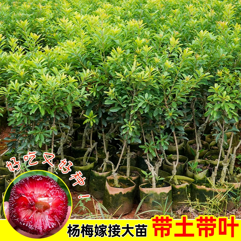 东魁杨梅树苗嫁接果苗特大营养杯果树南方种植庭院大果早熟晚熟甜