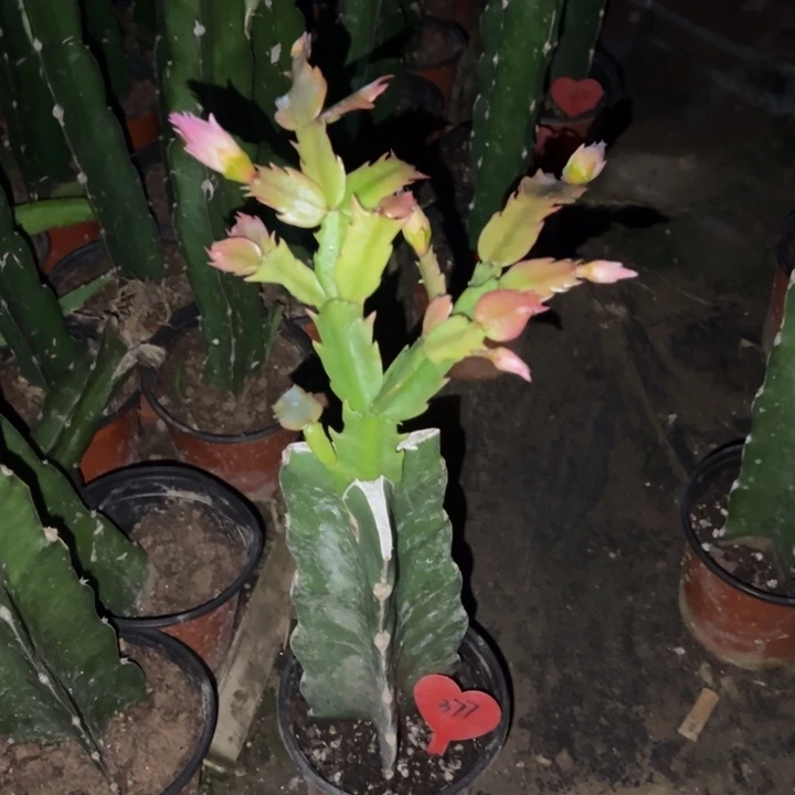 都***.当前无花栽培后可以开花067  377