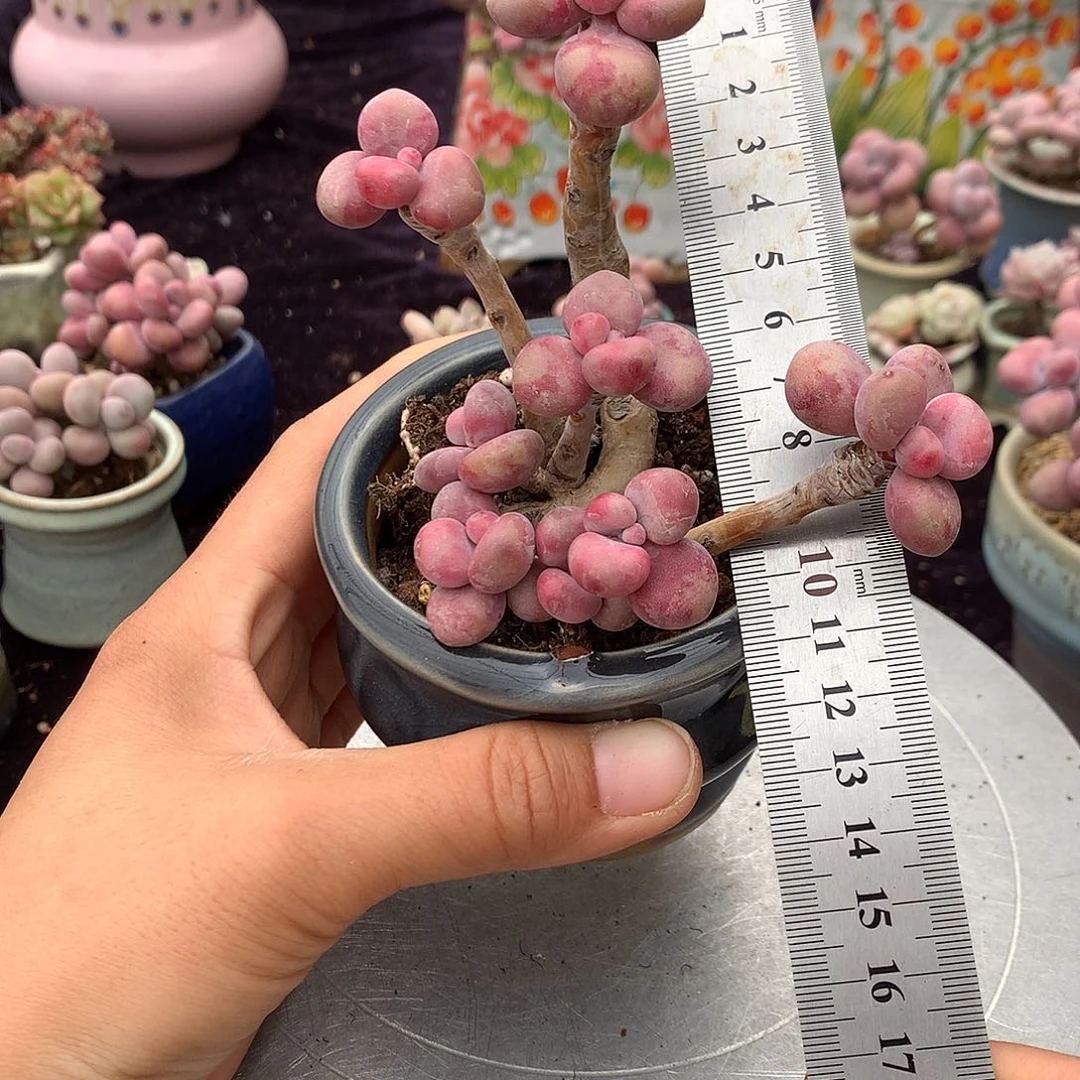 东***青16号不带盆偏远的bu bao you de