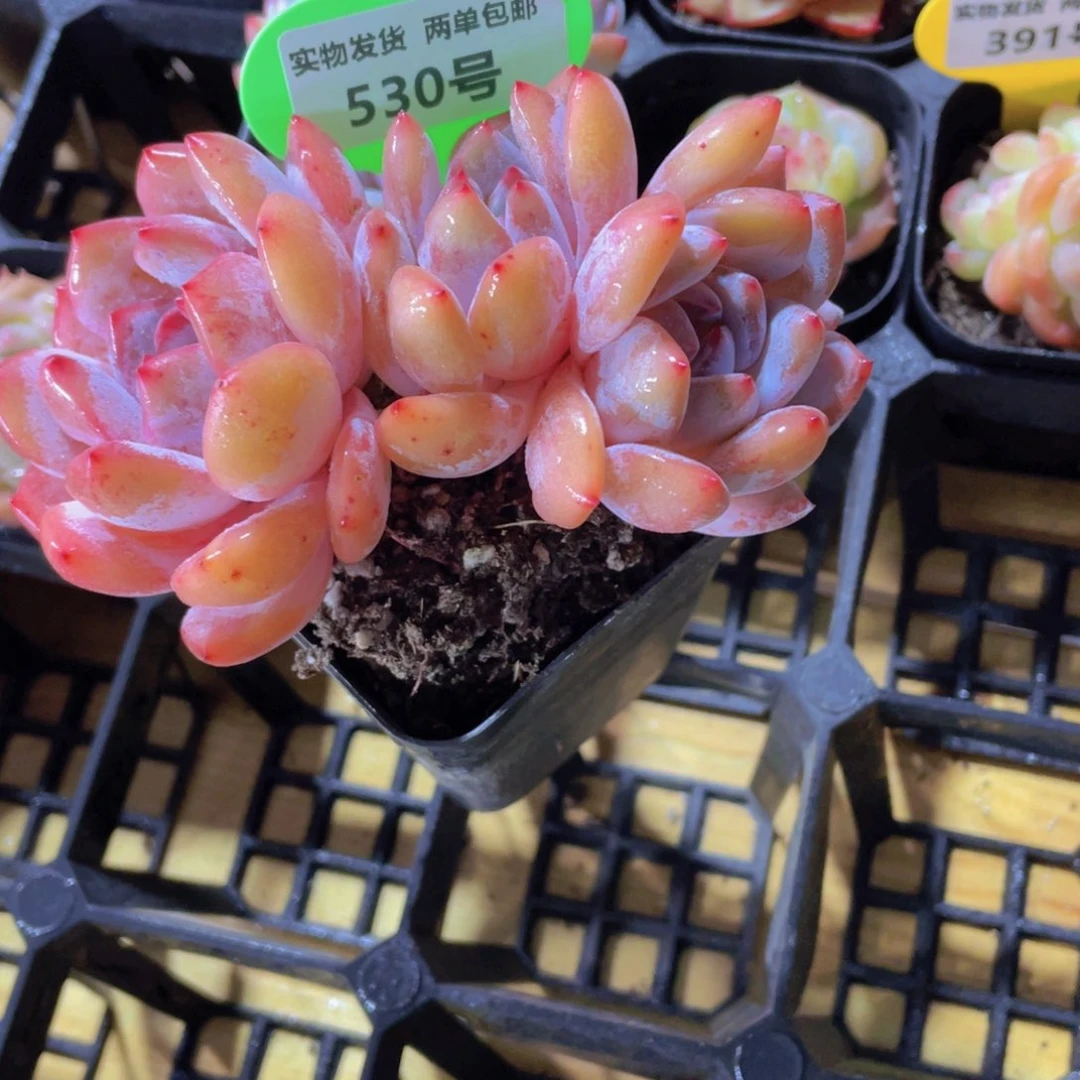 530号 石榴籽星影多头群一颗