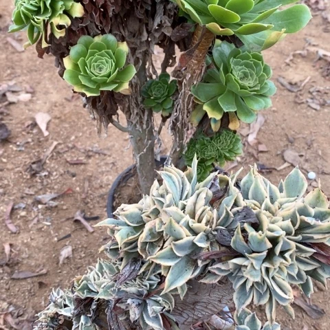 绿羊绒缀灿烂缀928