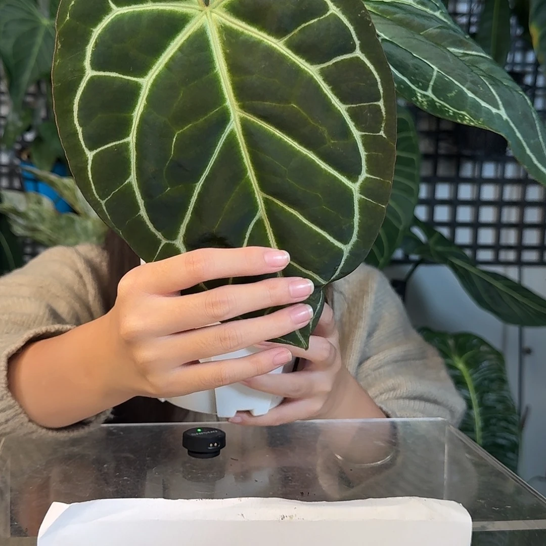 完全开放G87南美水晶杂小钻石