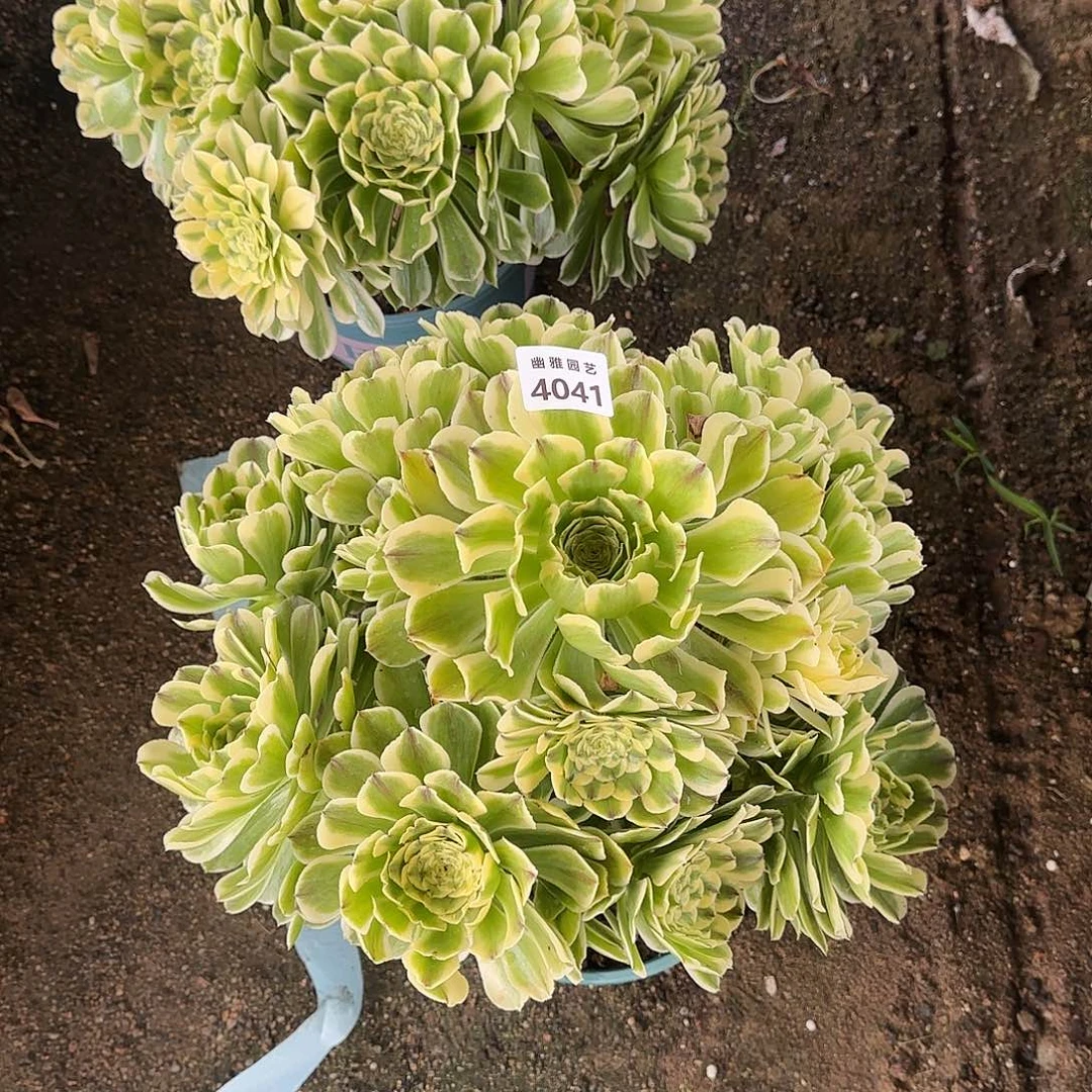多肉植物绿体舞天姬4041