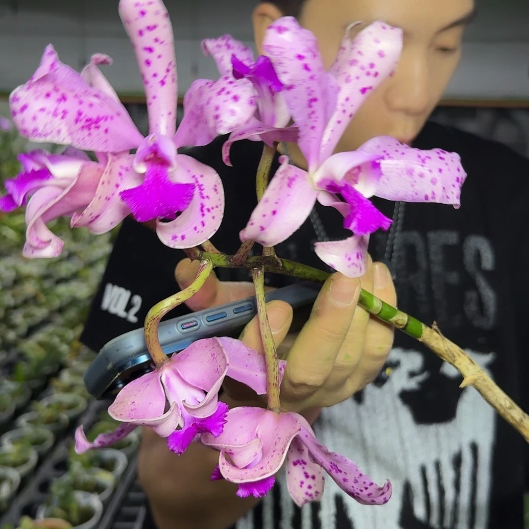 完全开放斑点紫晶蛇c591