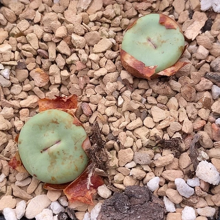 3141Dows嘴一颗一颗