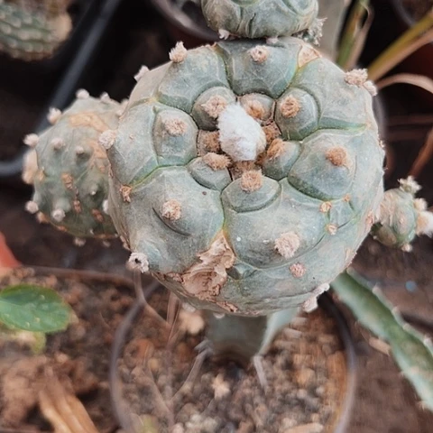 774龟甲兜裂口处理的