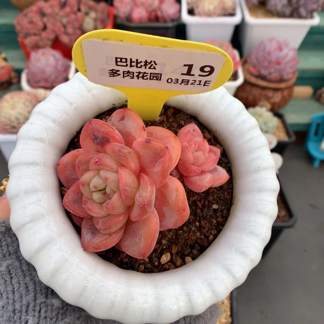 19星星珍妮多肉植物