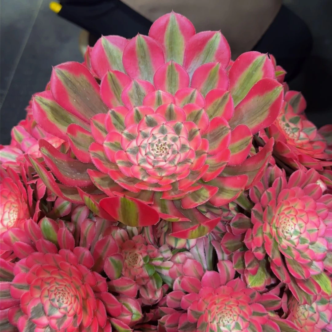 木**剧粉铜精品法师