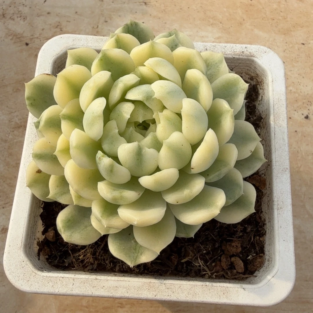 香草月影宽锦锦上园艺一物一拍