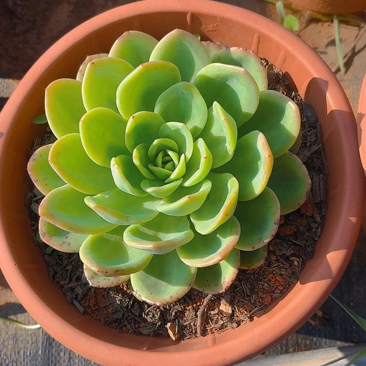 多肉植物。。，。。。。。。。。，，，。。。