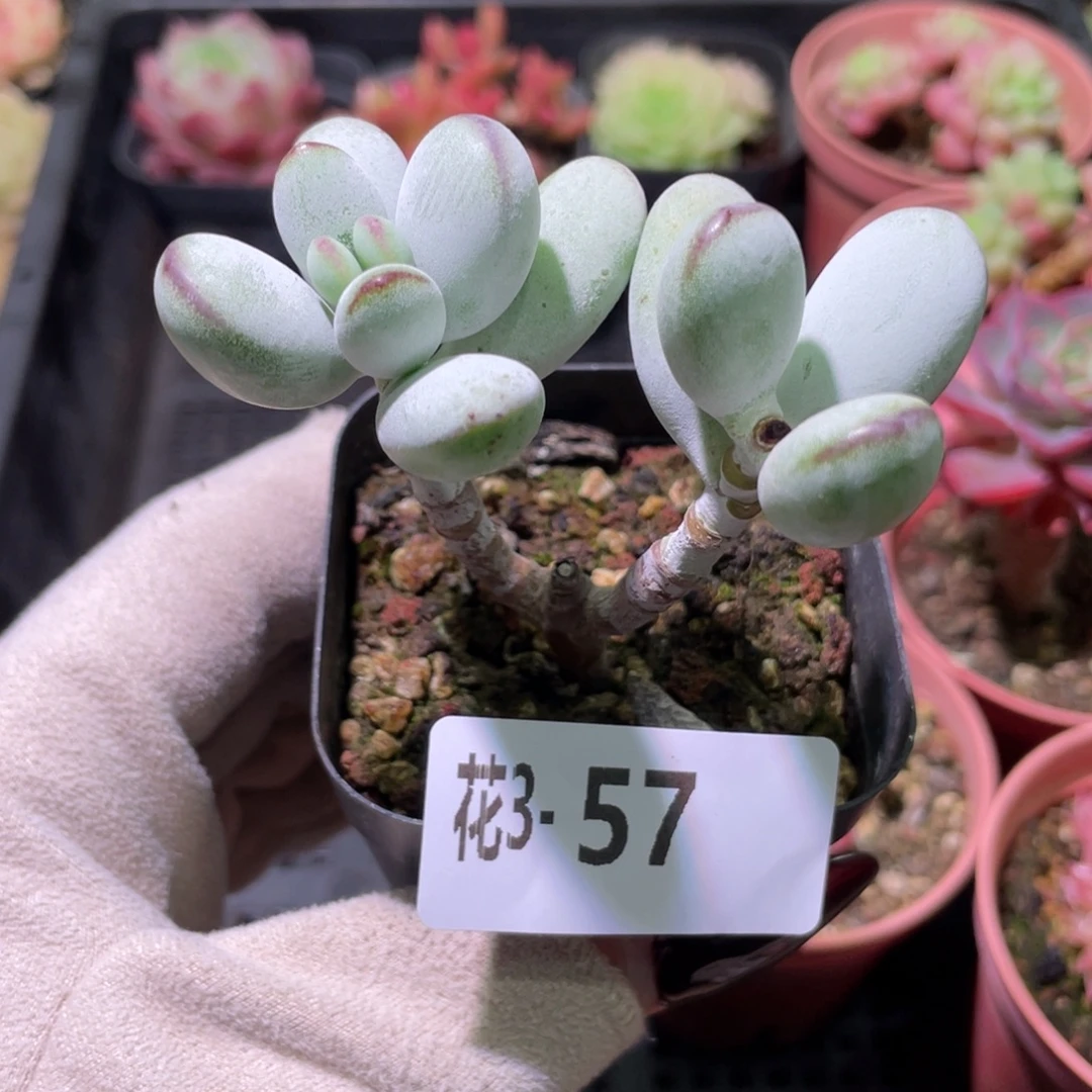 花利美3-57乒乓福娘