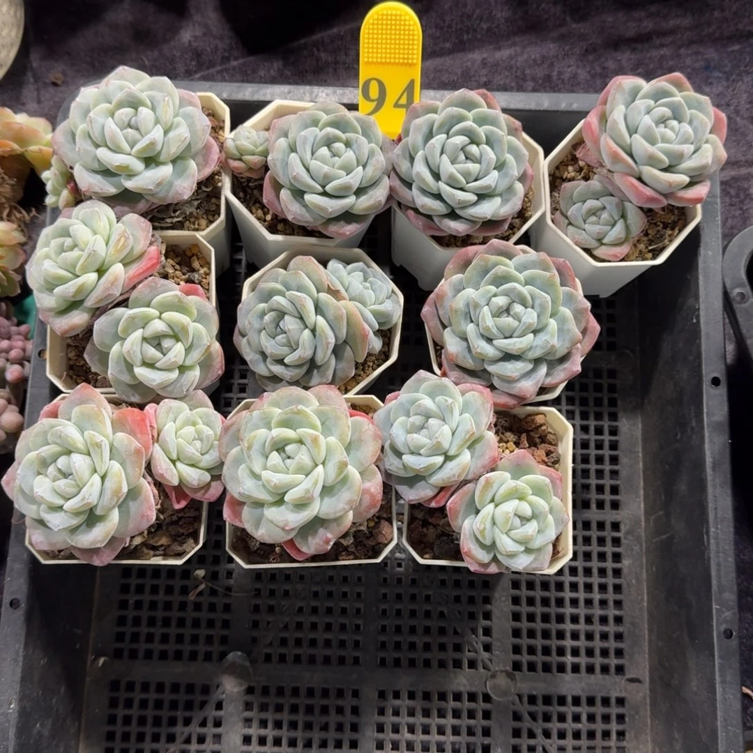 冰玉10颗带盆发94