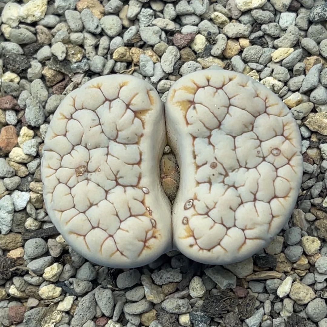0975凹凸脑纹189一颗