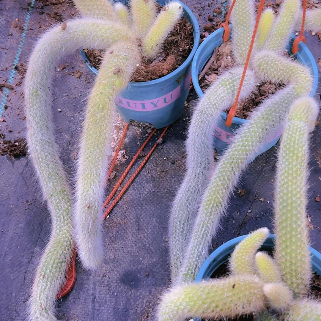 【闪购商品】大群无砍九尾狐16.8