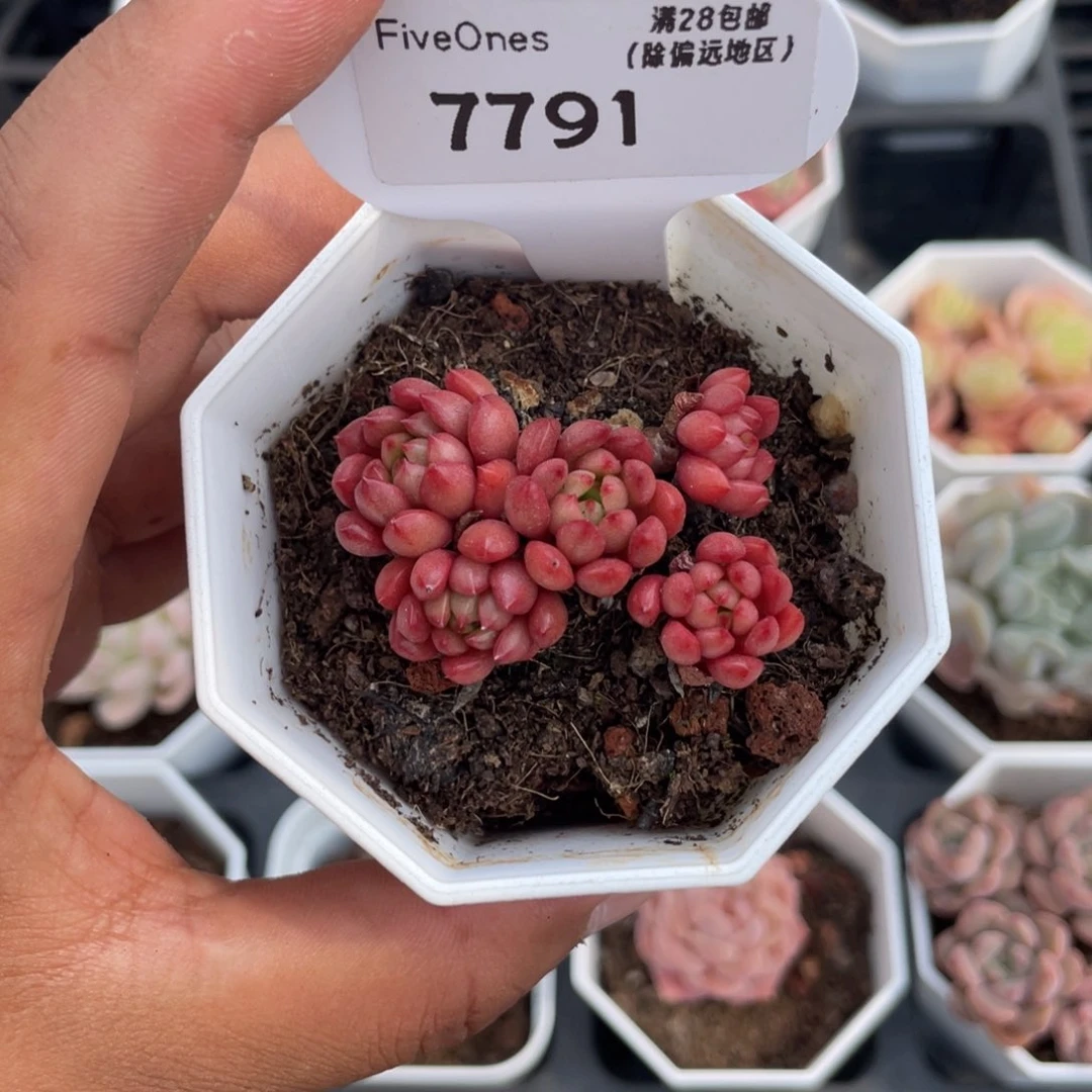 7791红宝石4.5厘米