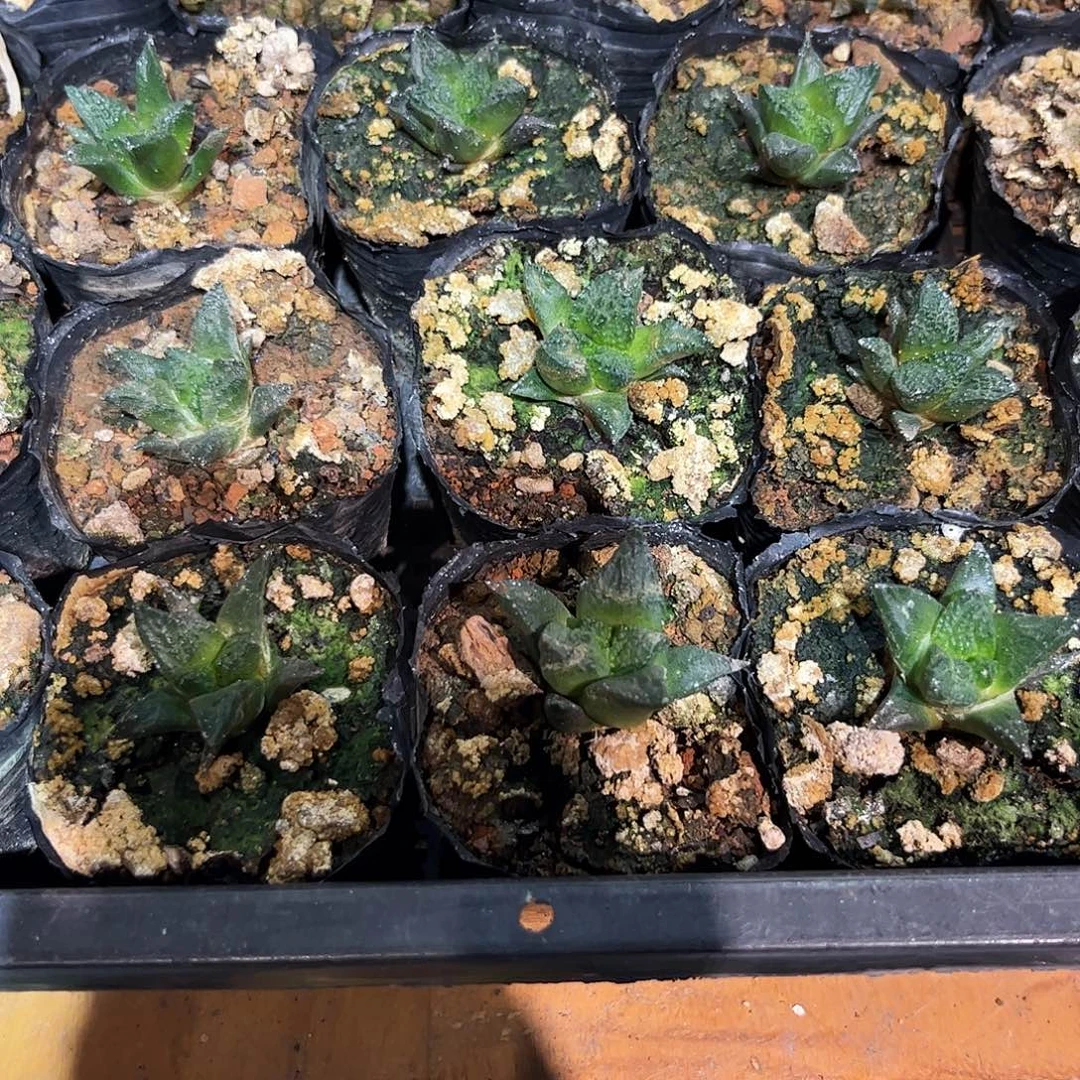 2.5cm实生龟甲哥斯拉