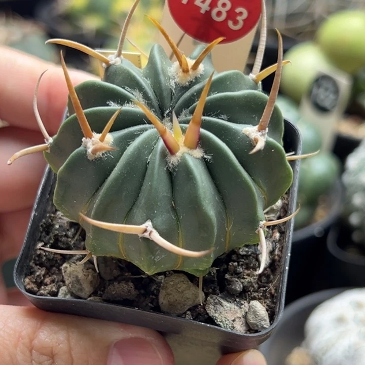 实生豪刺龙剑丸4.4cm