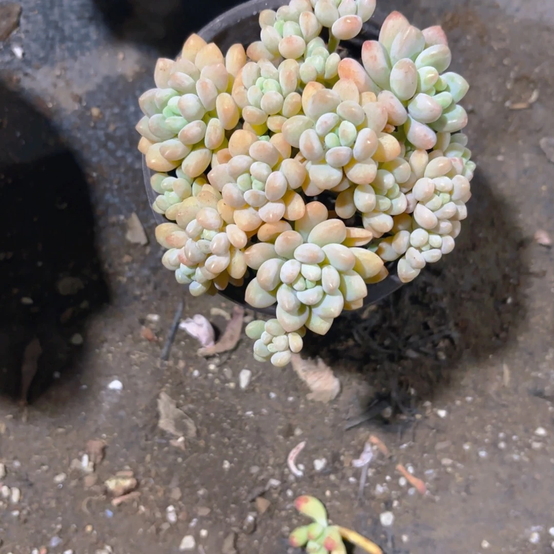 可***心鱼子酱9cm新疆包邮