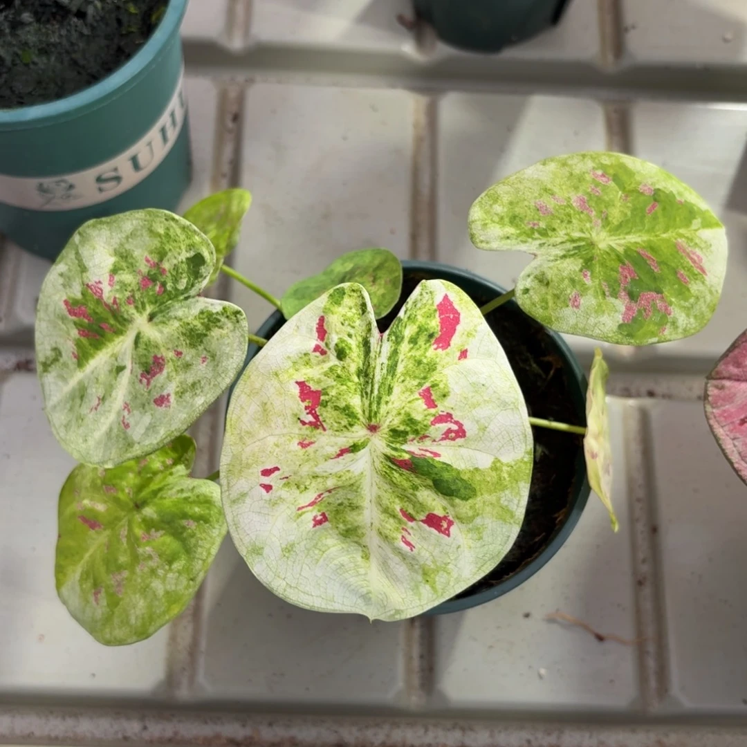 青苹果乐园 31-1209