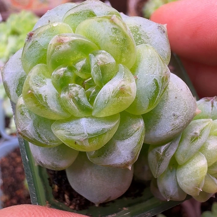 飘枝甜心双头福利