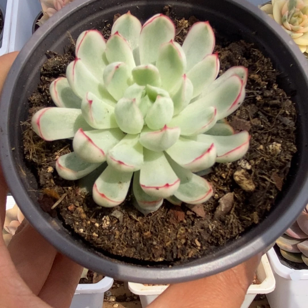 448白覆轮梦幻玫瑰锦
