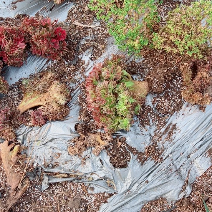 红袖醉话55号多肉法师