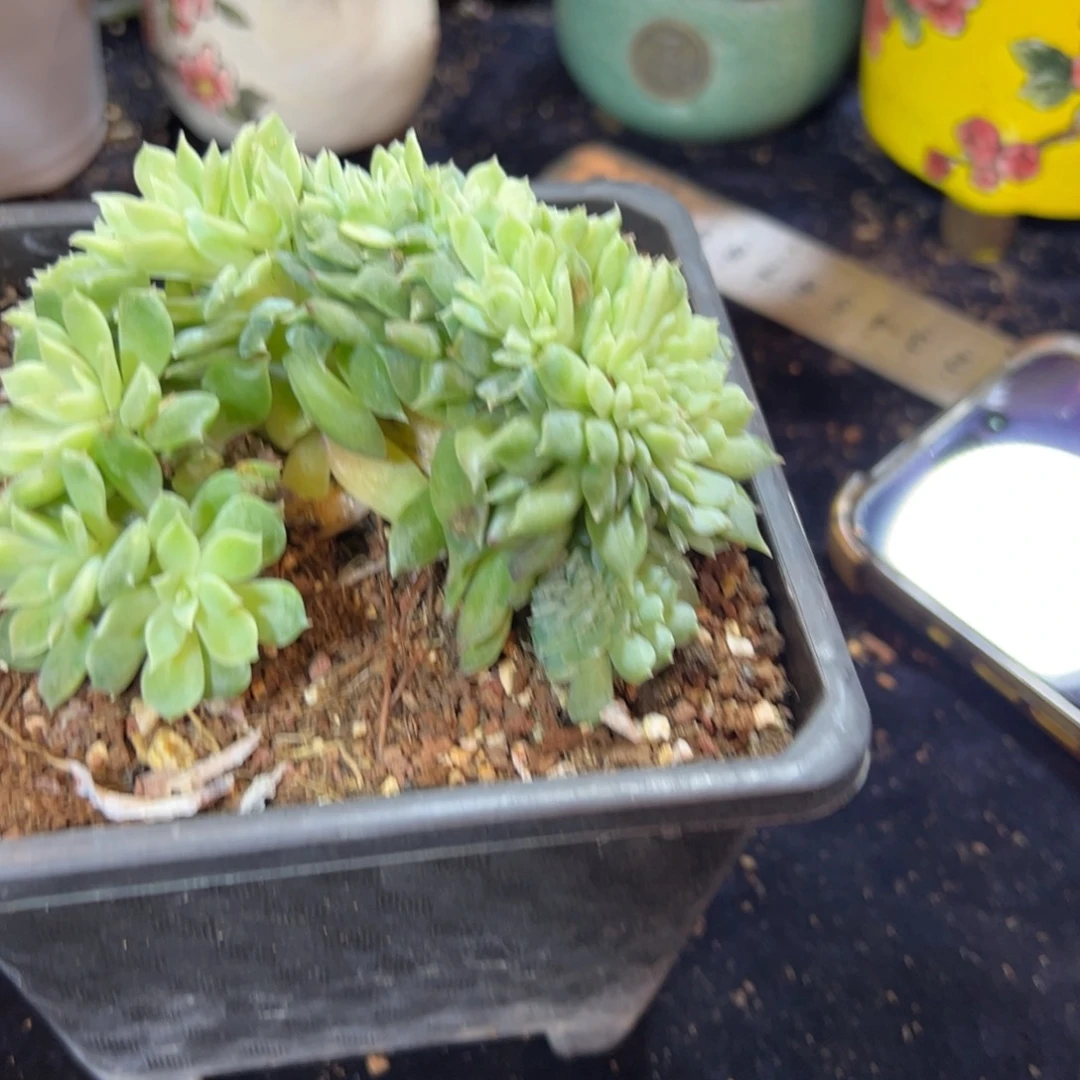 新年快乐 新年快乐 新年快乐