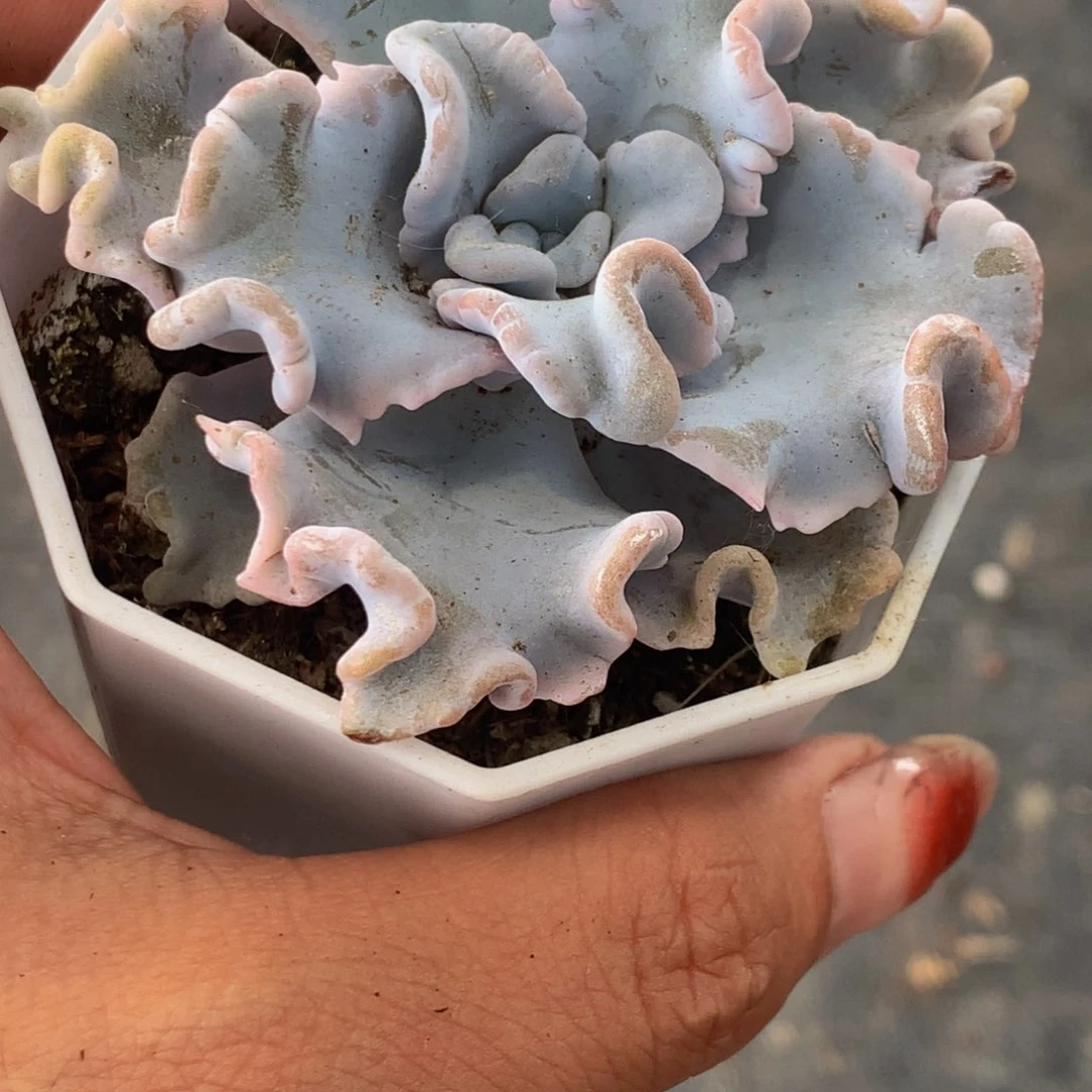 芭蕾舞者 （满9.99包邮不满9.99发叶子）