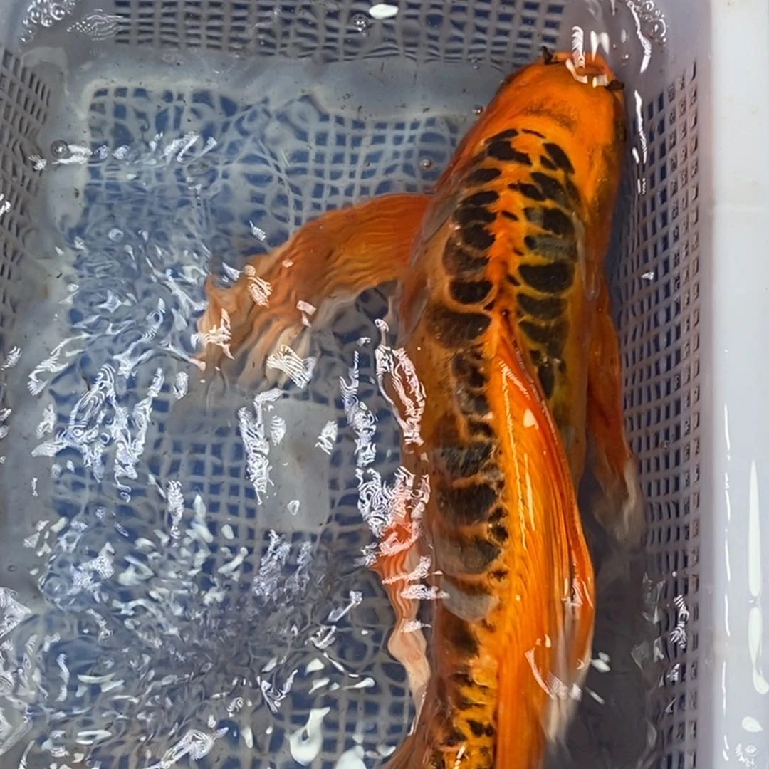 锦鲤冷水锦鲤包邮