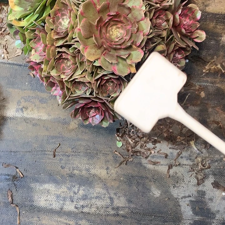 女*氓多肉多肉多肉粉花妖170