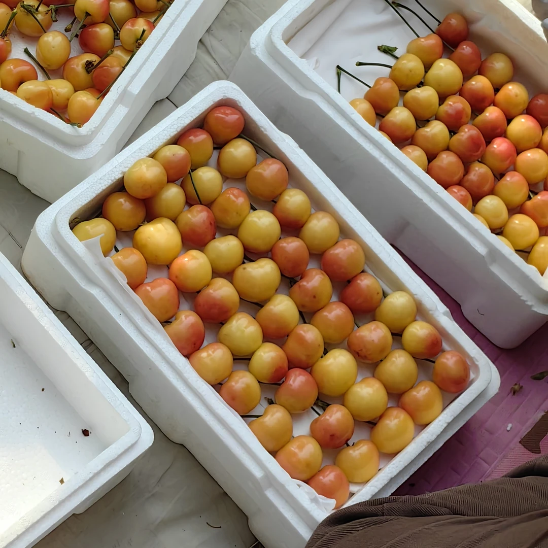 美国红樱桃特价新开棚脆爽甜小酸口现摘现发净重发货空运包邮