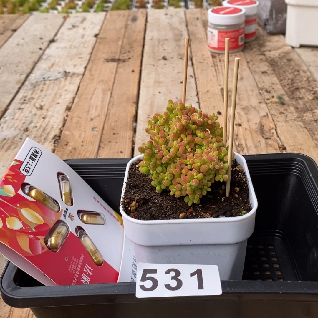 枝干番杏多肉植物531